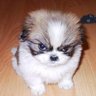 Fluffster profil fotoğrafı