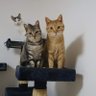 ミルさん profil fotoğrafı