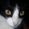 Nação Fla's profile picture