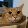 🍀白まつ毛🍀 profil fotoğrafı