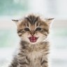 うめこう profil fotoğrafı