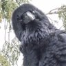 GoodLuckRaven 的头像