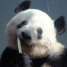 Profilbild von 文月