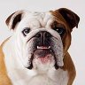 Bertão tolerância 0✡💯%'s profile picture