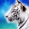tatsu(´ー`) profil fotoğrafı