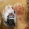 某猫好き🇯🇵🐾 的头像