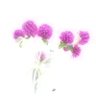 🌷ニンニクちゃん🌷闘病アカ持病複数有り🐅🐂BMI34 profil fotoğrafı