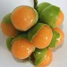 mamoncillo 的头像