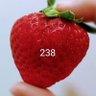 rainbow238 的头像