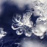 雪六花's profile picture