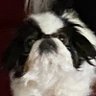 Kurevin's profile picture