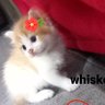 KUCHENG GEMOY🐱 profil fotoğrafı