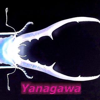 yanagawa_kuwa's profile picture