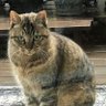 @晴れ時々は快晴 的头像