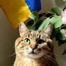 Denys Karvatskyi profil fotoğrafı