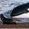 Фото профиля Escaping Seal