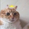 肖戰 profil fotoğrafı