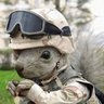 Secret Squirrel 的头像