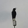 Apologetically Sardonic profil fotoğrafı