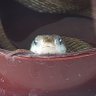 ズブズブ's profile picture