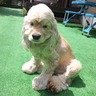 akira's profile picture