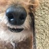 あしよしお's profile picture