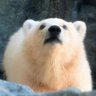 七絵♡ʕ•ᴥ•ʔ🐼 profil fotoğrafı
