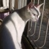 みずほ.I　(沈思黙考するシロ）'s profile picture