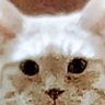 Keizo torishima's profile picture