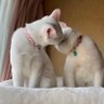 白猫ツインズ♪ 🐾ソラとウミ🐾's profile picture