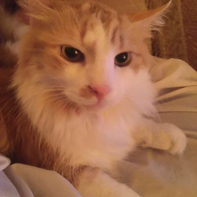 messaalive1's profile picture
