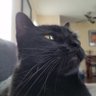 Prof. Whiskers's profile picture