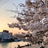 Фото профиля かものすけ