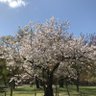 みさと profil fotoğrafı