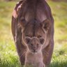 Lion Heart profil fotoğrafı