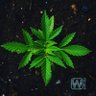 Фото профиля Simbrisk