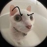 Dwant's profile picture