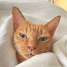 猫を撫でる専門の人's profile picture
