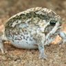 Фото профиля Samuel Toads