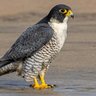 Фото профиля Birdlover1 #Resister