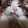 Profilbild von ねこまむし ₍₍⁽⁽🎤₎₎⁾⁾ ⚔️