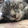 眠り猫's profile picture