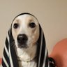 SinistrDairy's profile picture