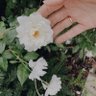 Sharefa 🍃🕊 profil fotoğrafı