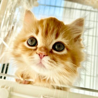 うなねこです。's profile picture