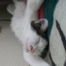 すぴんりきっど's profile picture