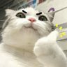 Profilbild von aii