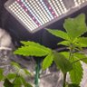 CannAGuyGrow 的头像