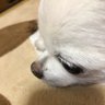 TS4 的头像