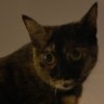 Chazz Mackenzie's profile picture